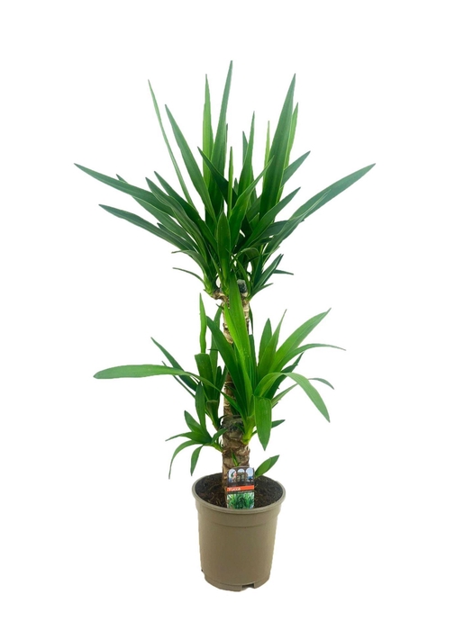 <h4>Yucca</h4>
