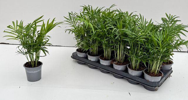 <h4>Chamaedorea elegans</h4>