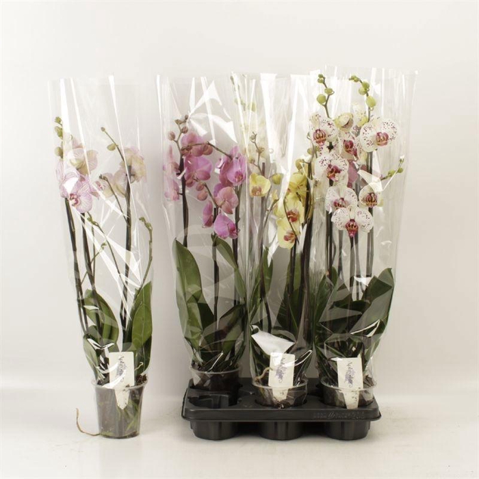 <h4>PHAL GEM 4 KL</h4>