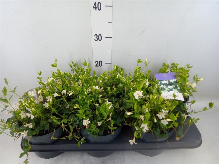 <h4>Vinca minor 'Alba'</h4>