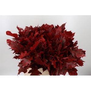 Eik Grof Rood