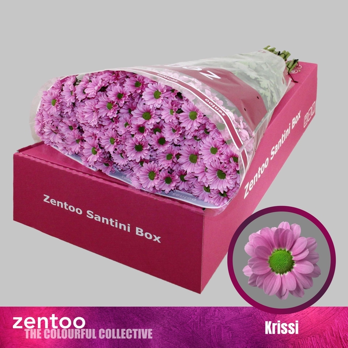 <h4>Chrysanthemum SA 'Krissi'</h4>