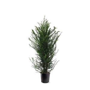 Taxus baccata (zonder etiket)