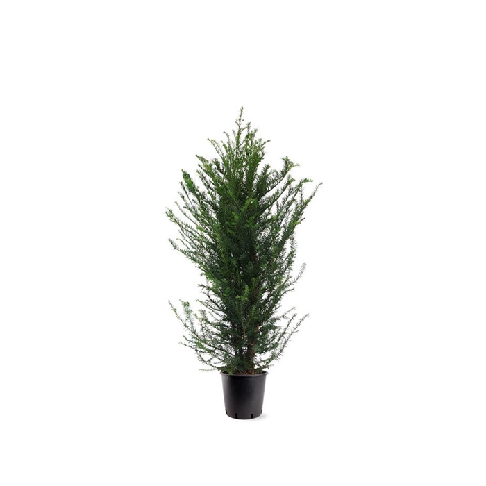 <h4>Taxus baccata (zonder etiket)</h4>