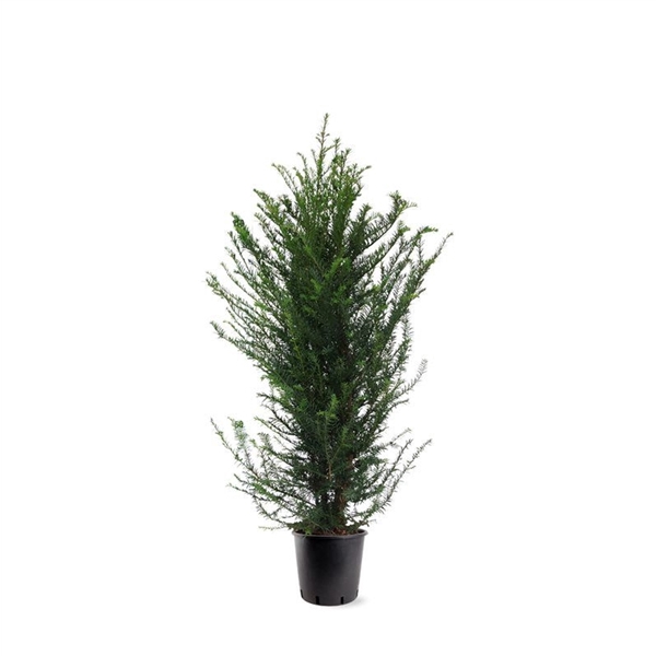 Taxus baccata (zonder etiket)