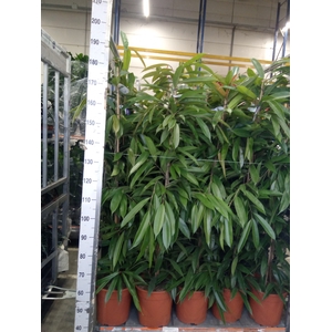 Ficus binn. 'Amstel King'