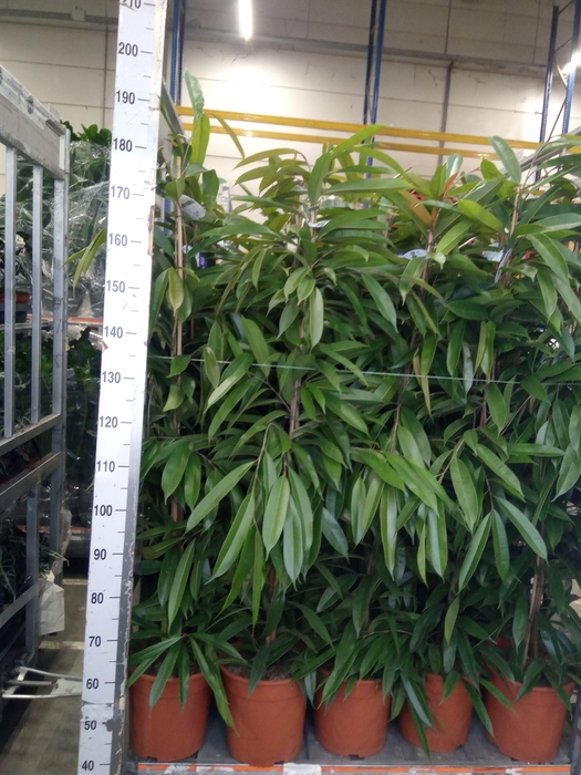 <h4>Ficus binn. 'Amstel King'</h4>