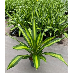 Dracaena Burley kopstek P24