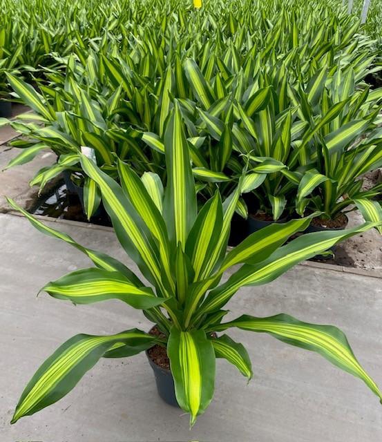 <h4>Dracaena Burley kopstek P24</h4>
