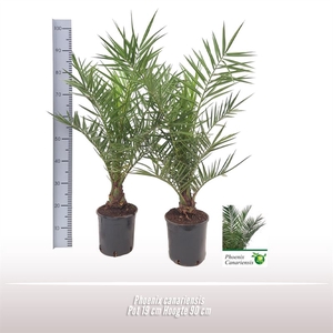 Phoenix canariensis