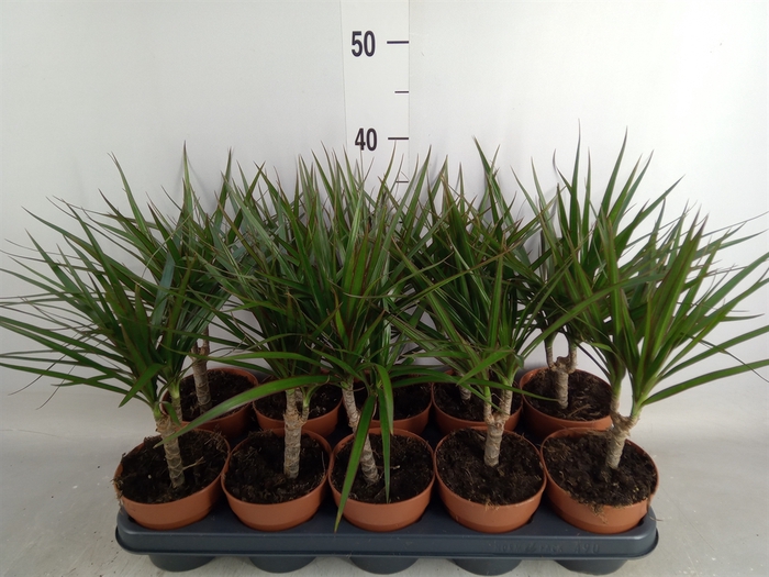 <h4>Dracaena marg.</h4>