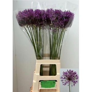 ALLIUM PURPLE RAIN