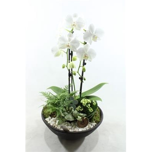 3244 EBBI WITTE CASCADE