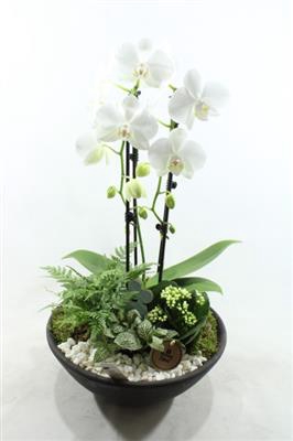 <h4>0234 EBBI WIT CASCADE</h4>