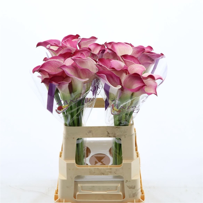 <h4>Calla Denver | Heavy Quality</h4>