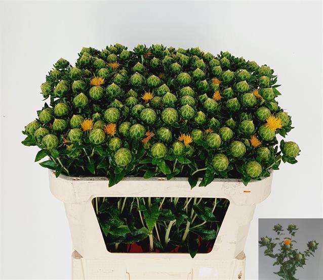 CARTH T ORANGE GRENA