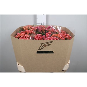 Cel C Clubs Cocktail