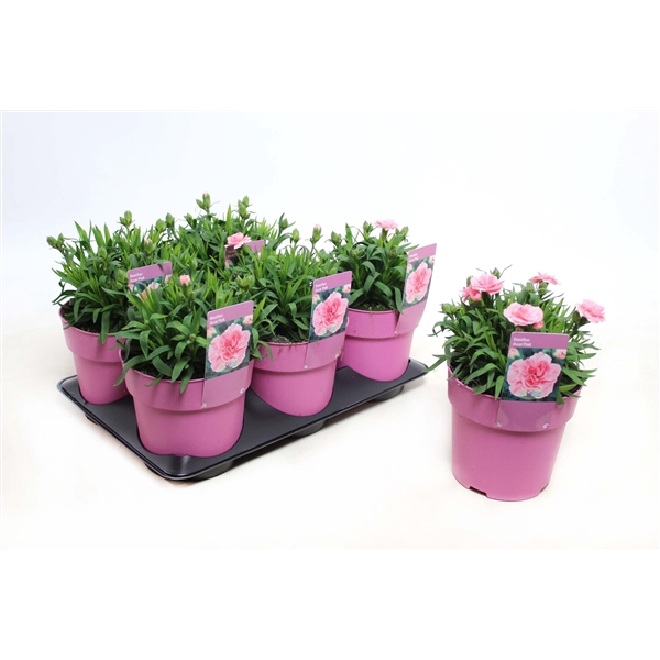 <h4>Dianthus Oscar Pink</h4>