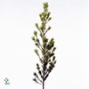 ADENANTHOS OV