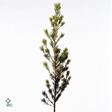 ADENANTHOS OV