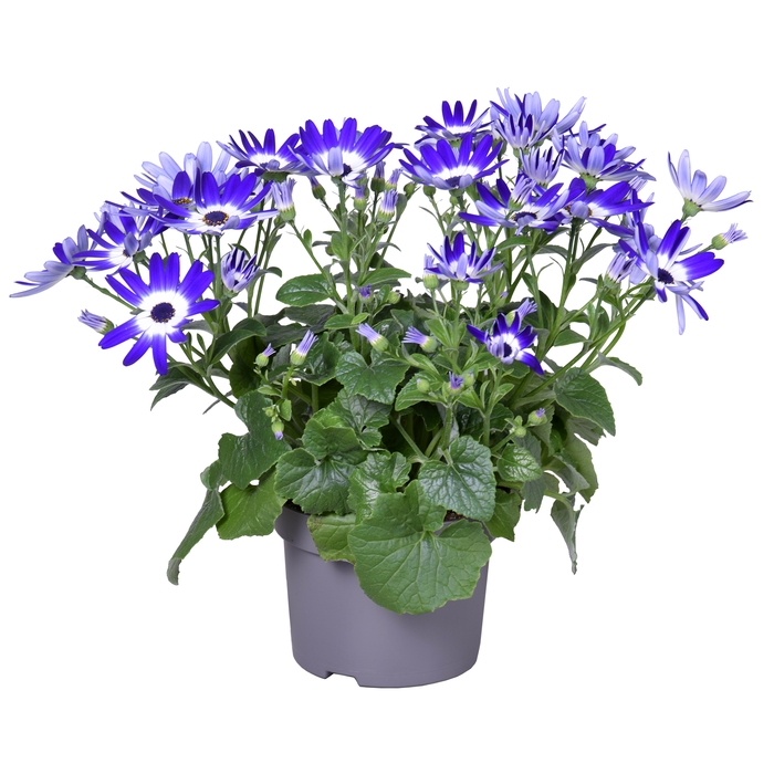 Senetti Percallis mixkar