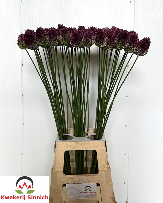 <h4>Allium sphaerocephalon (bullit)</h4>