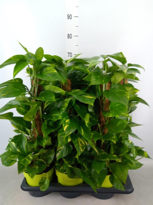 <h4>Epipremnum pinn.   ...moss stick</h4>