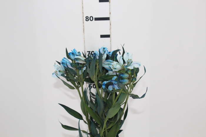 <h4>ALSTROEMERIA NATURAL TINTURADA AZUL</h4>