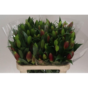 Lelie Oriental Aqua Corvette