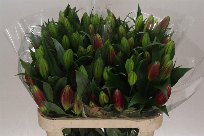 <h4>Lelie Oriental Aqua Corvette</h4>