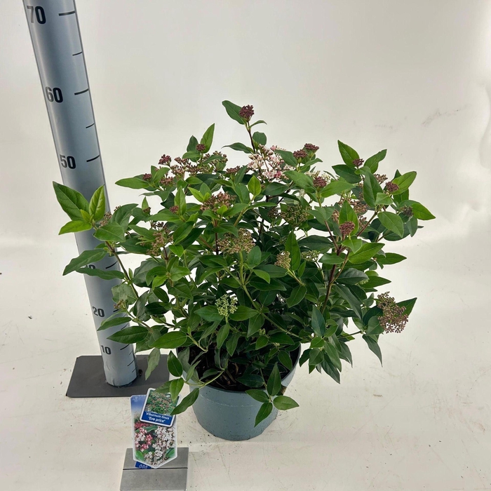 <h4>Viburnum tinus Eve Price</h4>
