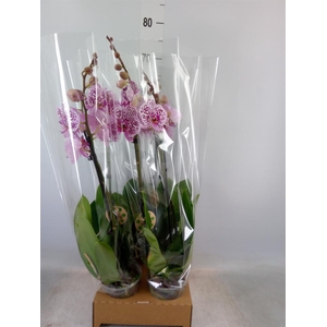Phalaenopsis   ...