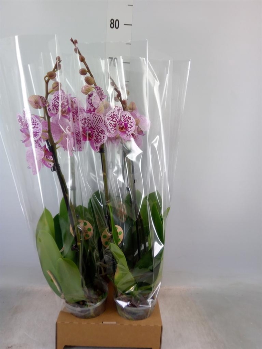 <h4>Phalaenopsis   ...</h4>