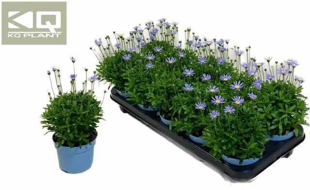 <h4>FELI AM FELICIT BLUE</h4>
