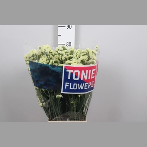 Lim S Yellow Sun Bird