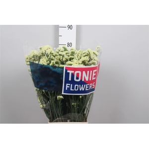 Lim S Yellow Sun Bird