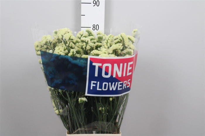 <h4>Lim S Yellow Sun Bird</h4>