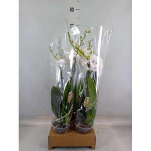 Phalaenopsis   ...