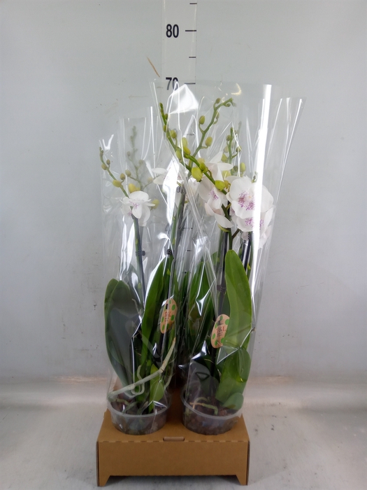 <h4>Phalaenopsis   ...</h4>