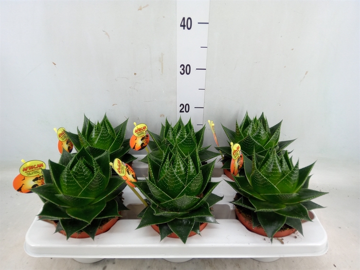 <h4>Aloe aristata 'Cosmo'</h4>