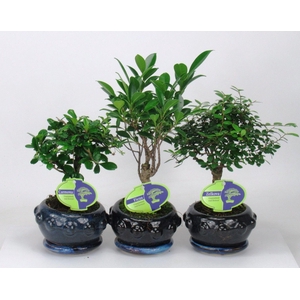 Bonsai mix indoor, 13 cm broom, with drip tray