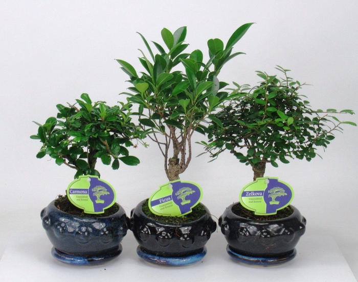 <h4>Bonsai mix indoor, 13 cm broom, with drip tray</h4>