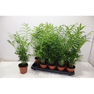 Chamaed Elegans