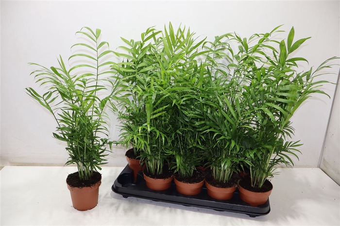 <h4>Chamaed Elegans</h4>