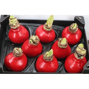 Hippeastrum Wax Red x8