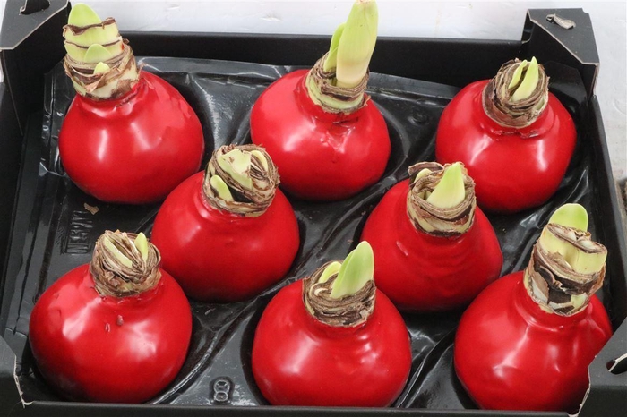 <h4>Hippeastrum Wax Red x8</h4>