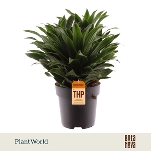 Dracaena Fragrans Compacta