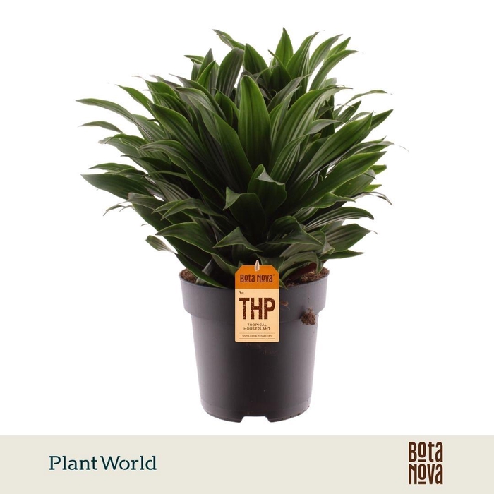 <h4>Dracaena Fragrans Compacta</h4>