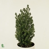 Chamaecyparis thyoides 'Rubicon'