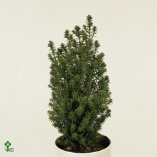 Chamaecyparis thyoides 'Rubicon'